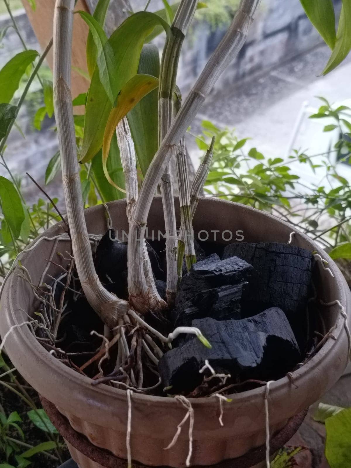 A plant is growing in a pot with a black object in the background. The plant is green and has leaves