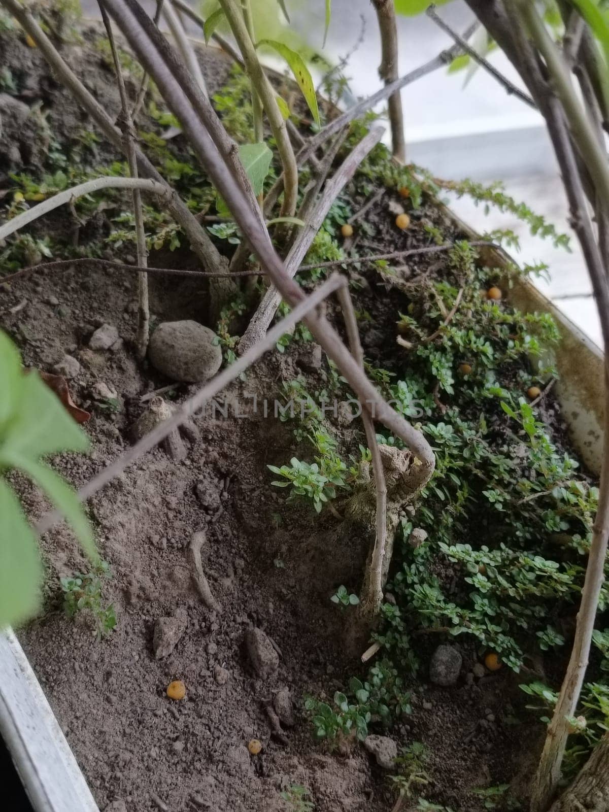A plant in a pot with brown soil and green leaves. The plant is growing and has a lot of leaves