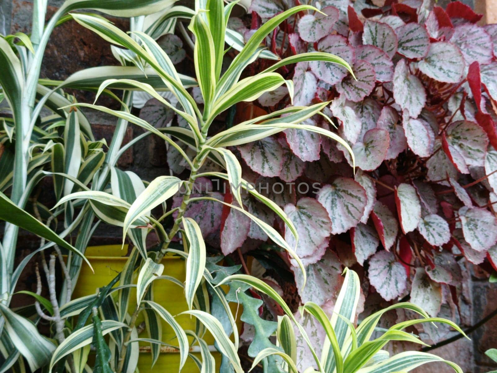 A closeup view of beautiful begonia leaves showcasing their pink and green hues. These leaves exhibit a striking pattern and texture, making them ideal for botanical and nature themes.