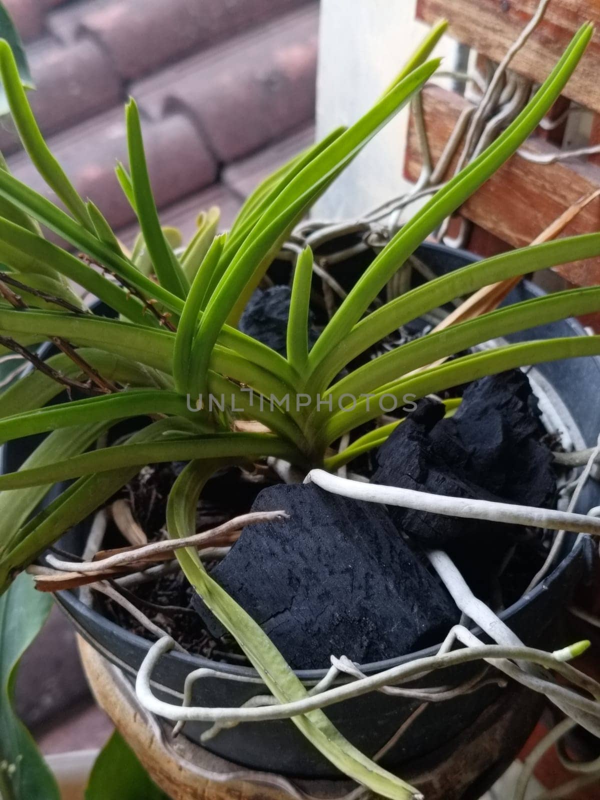 A plant is growing in a pot with a black object in the background. The plant is green and has leaves