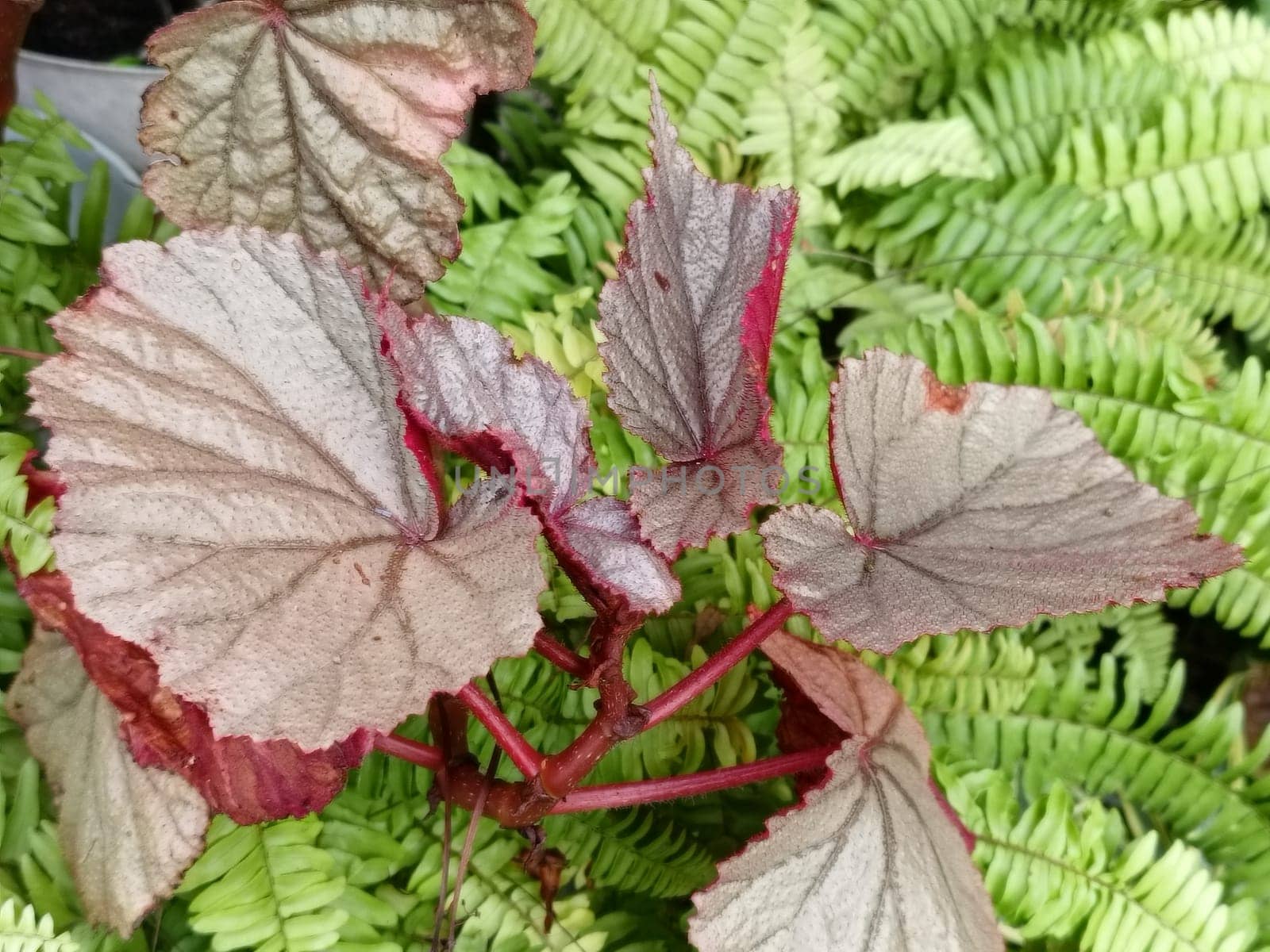 A closeup view of beautiful begonia leaves showcasing their pink and green hues. These leaves exhibit a striking pattern and texture, making them ideal for botanical and nature themes.
