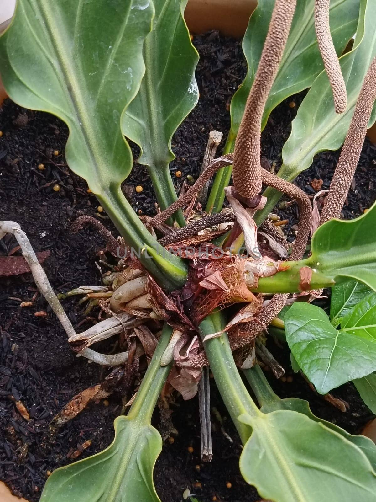 A plant in a pot with brown soil and green leaves. The plant is growing and has a lot of leaves