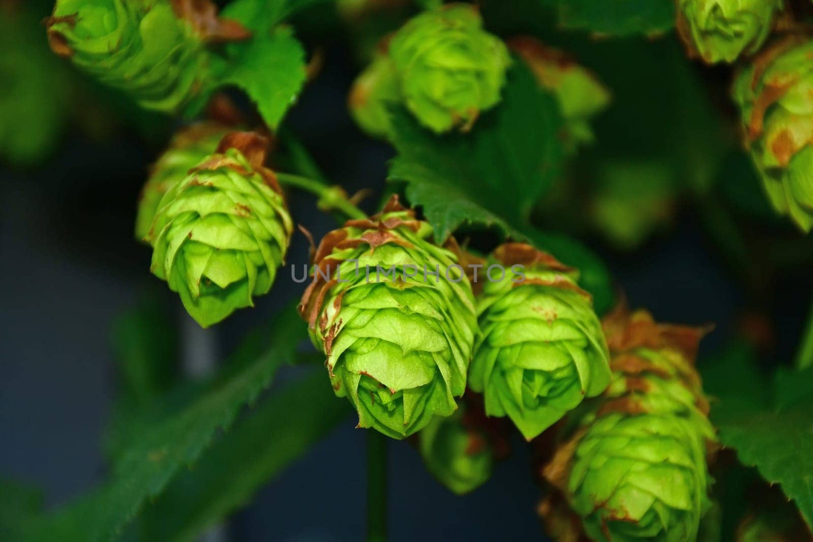 hop with ripe cones in autumn