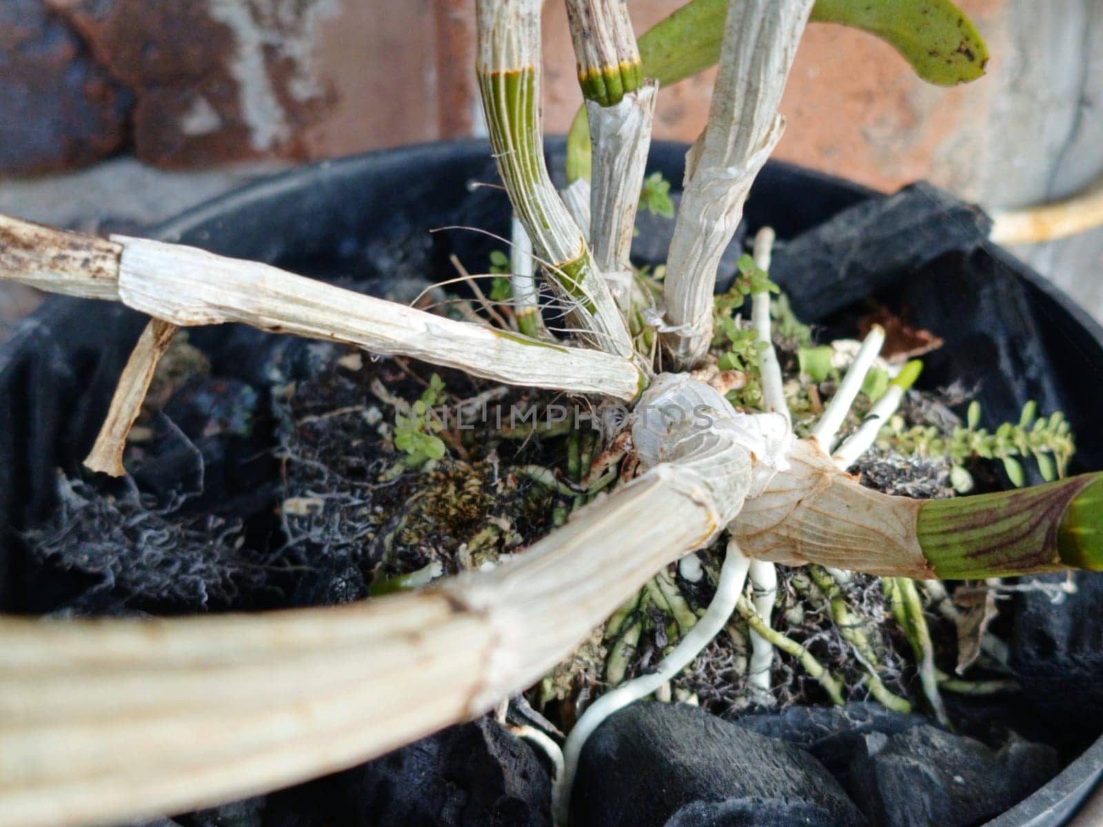 A plant is growing in a pot with a black object in the background. The plant is green and has leaves