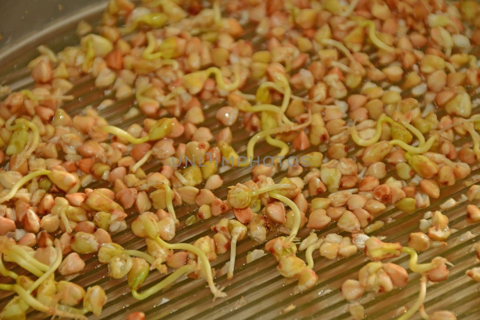 buckwheat, closeup of the sprouts