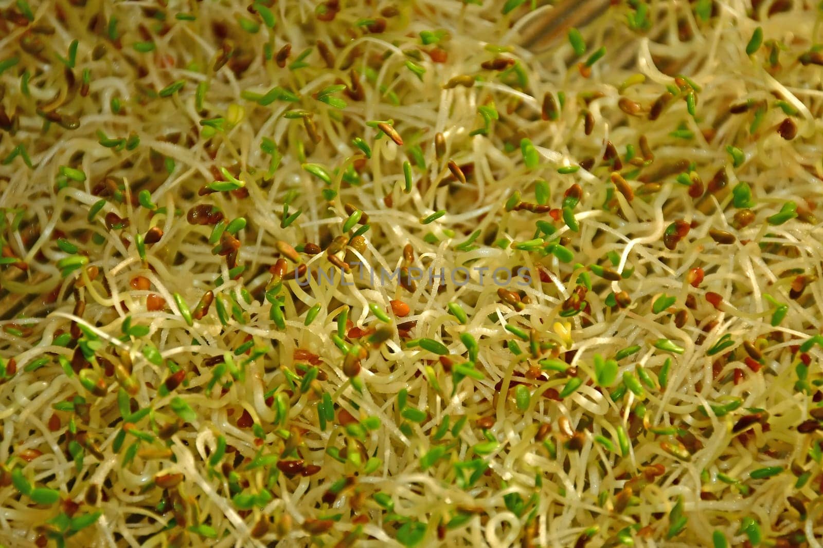 Alfalfa sprouts in a macro view
