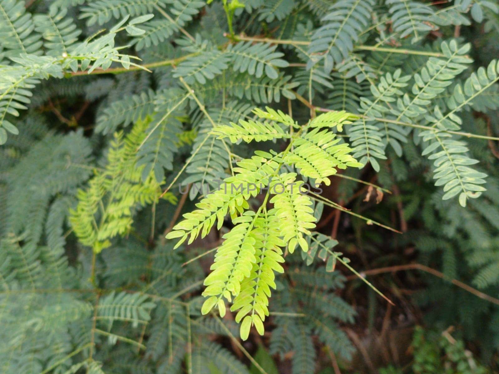 A detailed close-up of vibrant green fern leaves, showcasing their delicate texture and fresh growth in a natural setting. Perfect for themes of nature, growth, and tranquility.