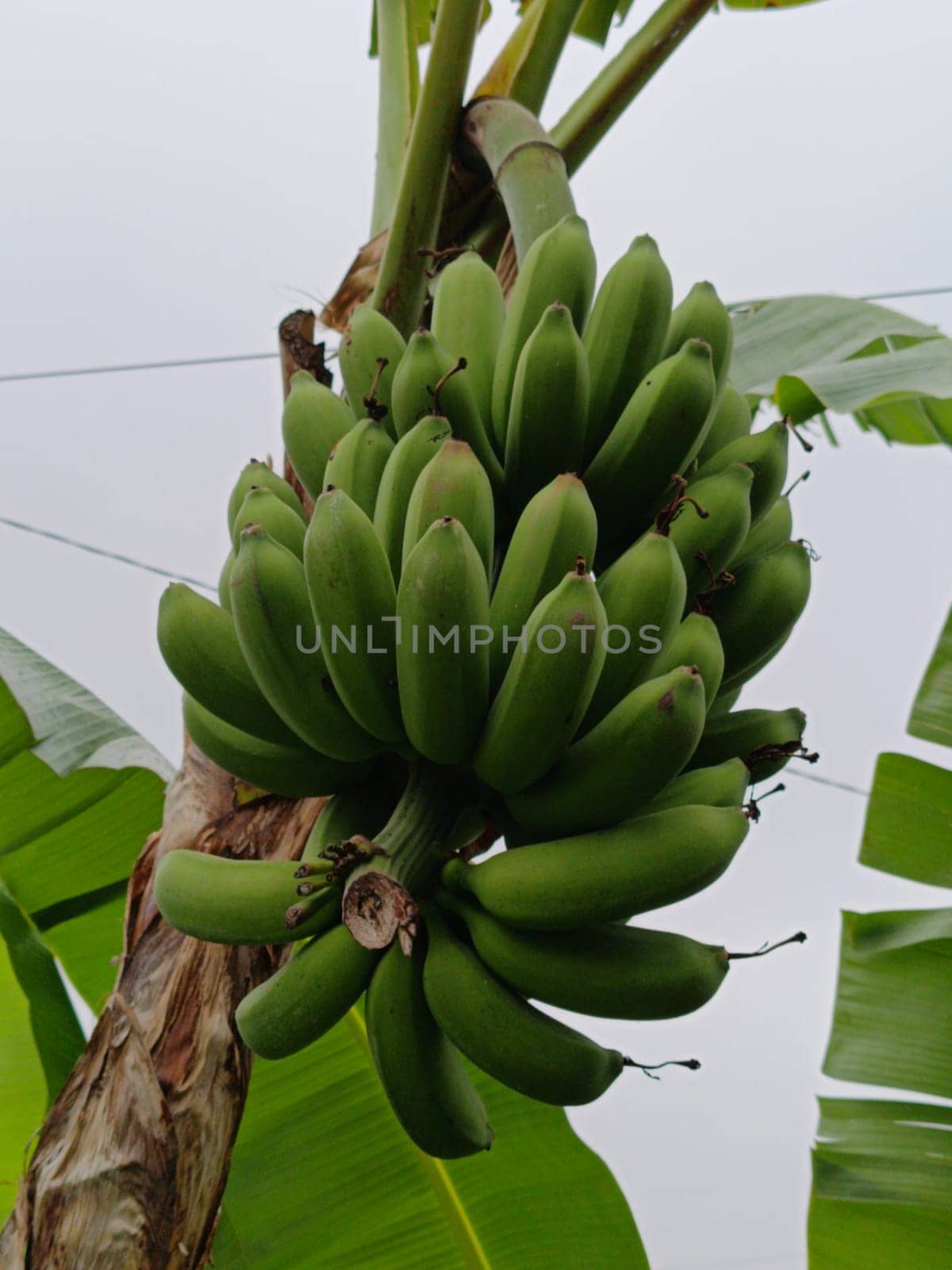 A close-up photo of vibrant green bananas growing on a tree, illustrating tropical agriculture and natural food cultivation, under a clear sky.