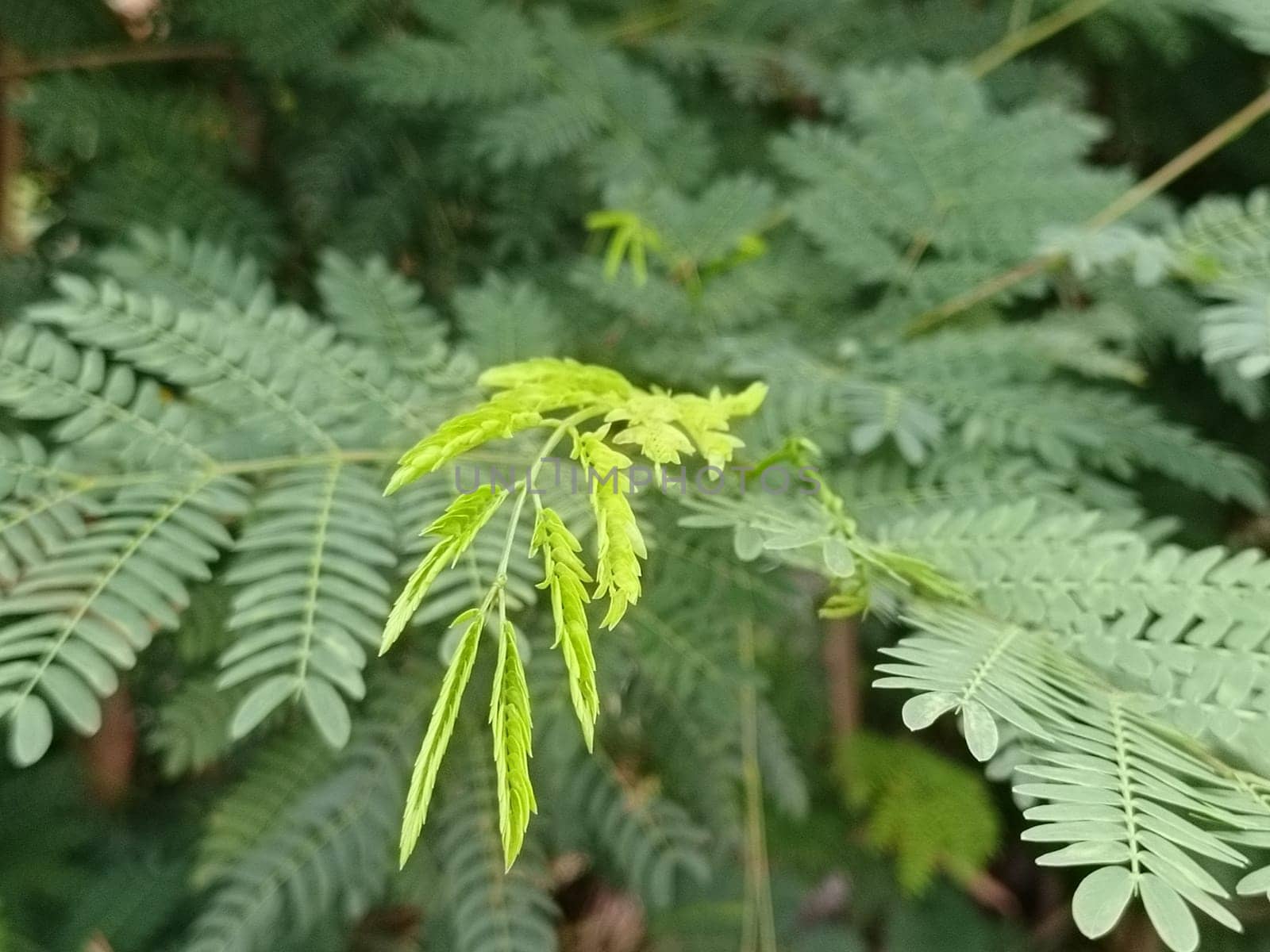 A detailed close-up of vibrant green fern leaves, showcasing their delicate texture and fresh growth in a natural setting. Perfect for themes of nature, growth, and tranquility.