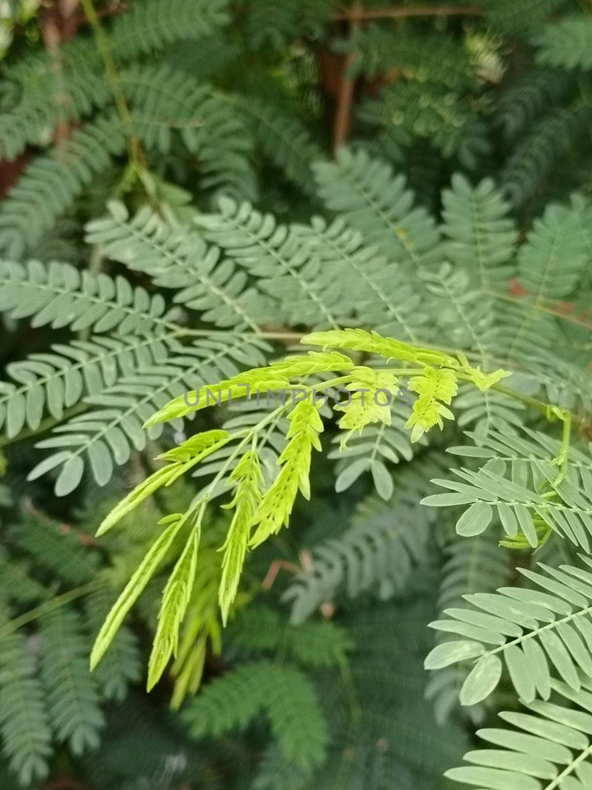 A detailed close-up of vibrant green fern leaves, showcasing their delicate texture and fresh growth in a natural setting. Perfect for themes of nature, growth, and tranquility.