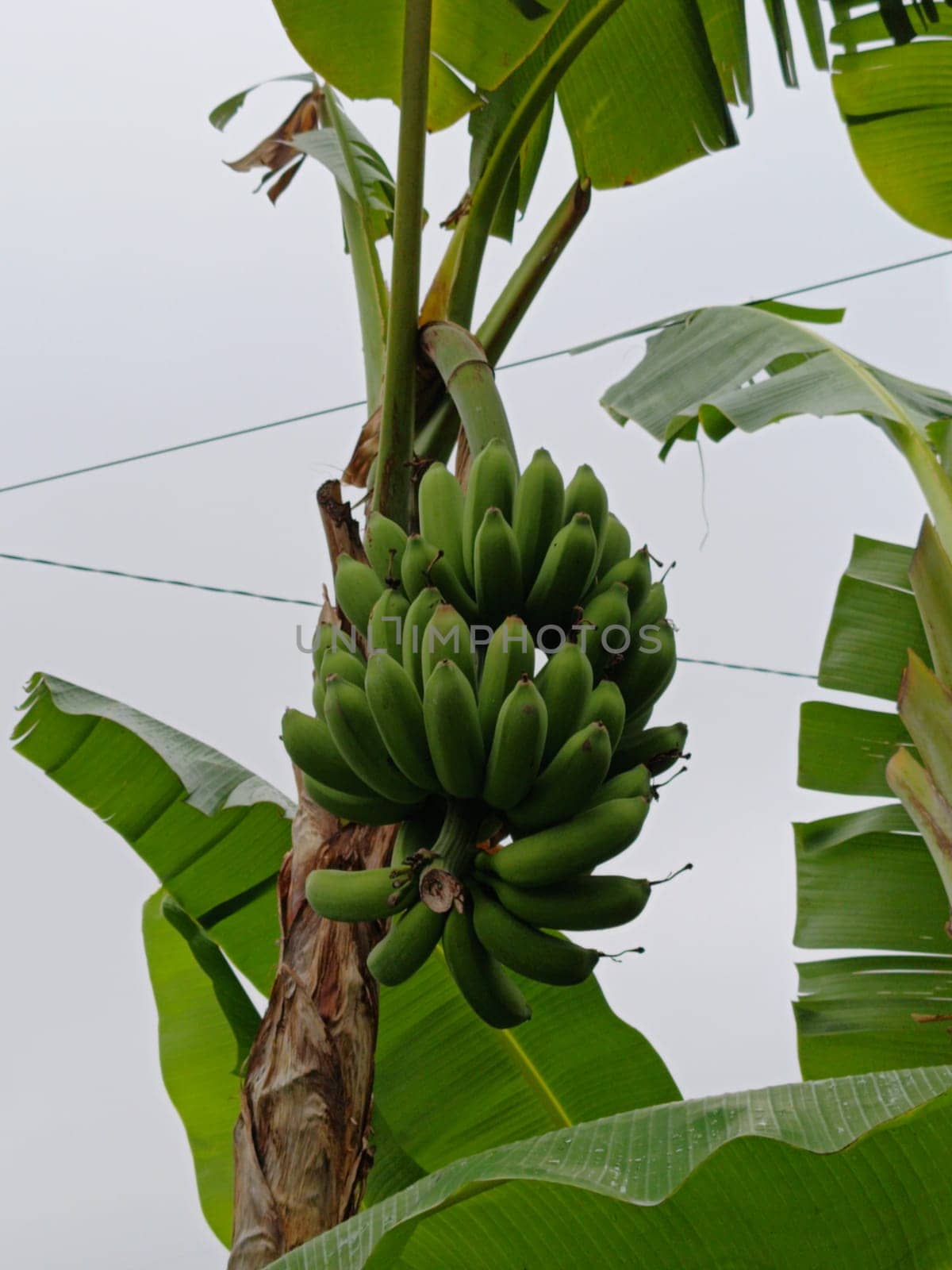 A close-up photo of vibrant green bananas growing on a tree, illustrating tropical agriculture and natural food cultivation, under a clear sky.