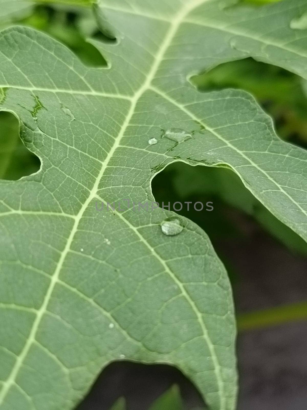 A detailed image capturing a vibrant green leaf with visible raindrops. The leaf's intricate vein patterns showcase nature's beauty and complexity, offering a sense of freshness and tranquility.