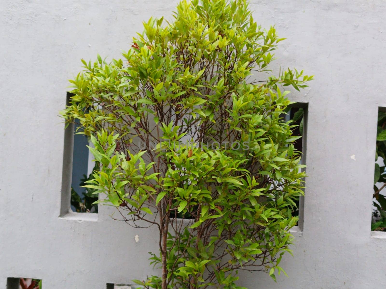 A lush green plant thrives against a minimalist white concrete wall, embodying a blend of nature and architecture. Ideal for concepts of growth, urban design, and harmony.
