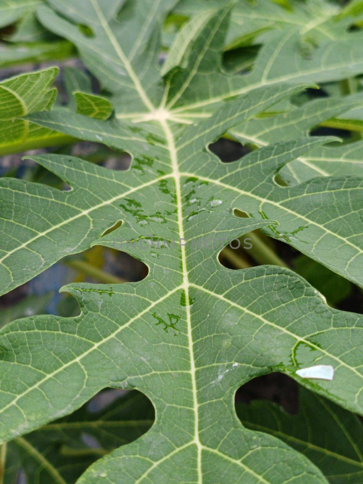 A detailed image capturing a vibrant green leaf with visible raindrops. The leaf's intricate vein patterns showcase nature's beauty and complexity, offering a sense of freshness and tranquility.