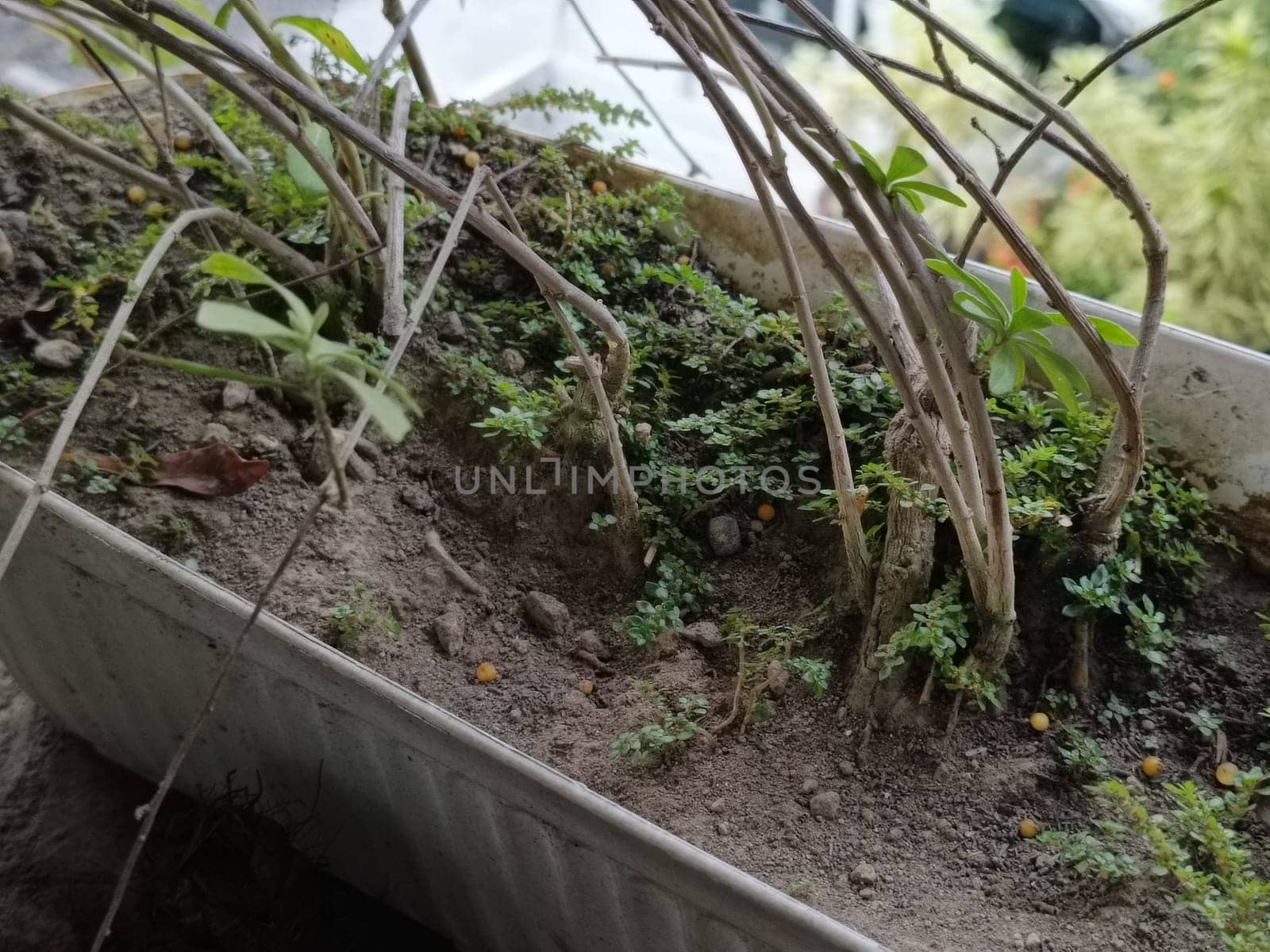 A plant in a pot with brown soil and green leaves. The plant is growing and has a lot of leaves