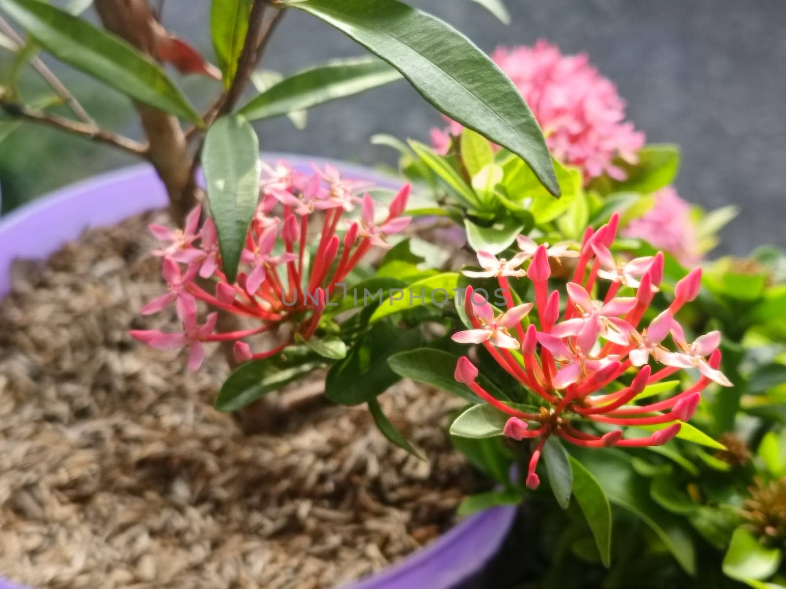 A detailed view of vibrant pink flowers surrounded by lush green leaves, showcasing natural beauty and tranquility in a garden. Perfect for nature, gardening, and floral-themed designs.