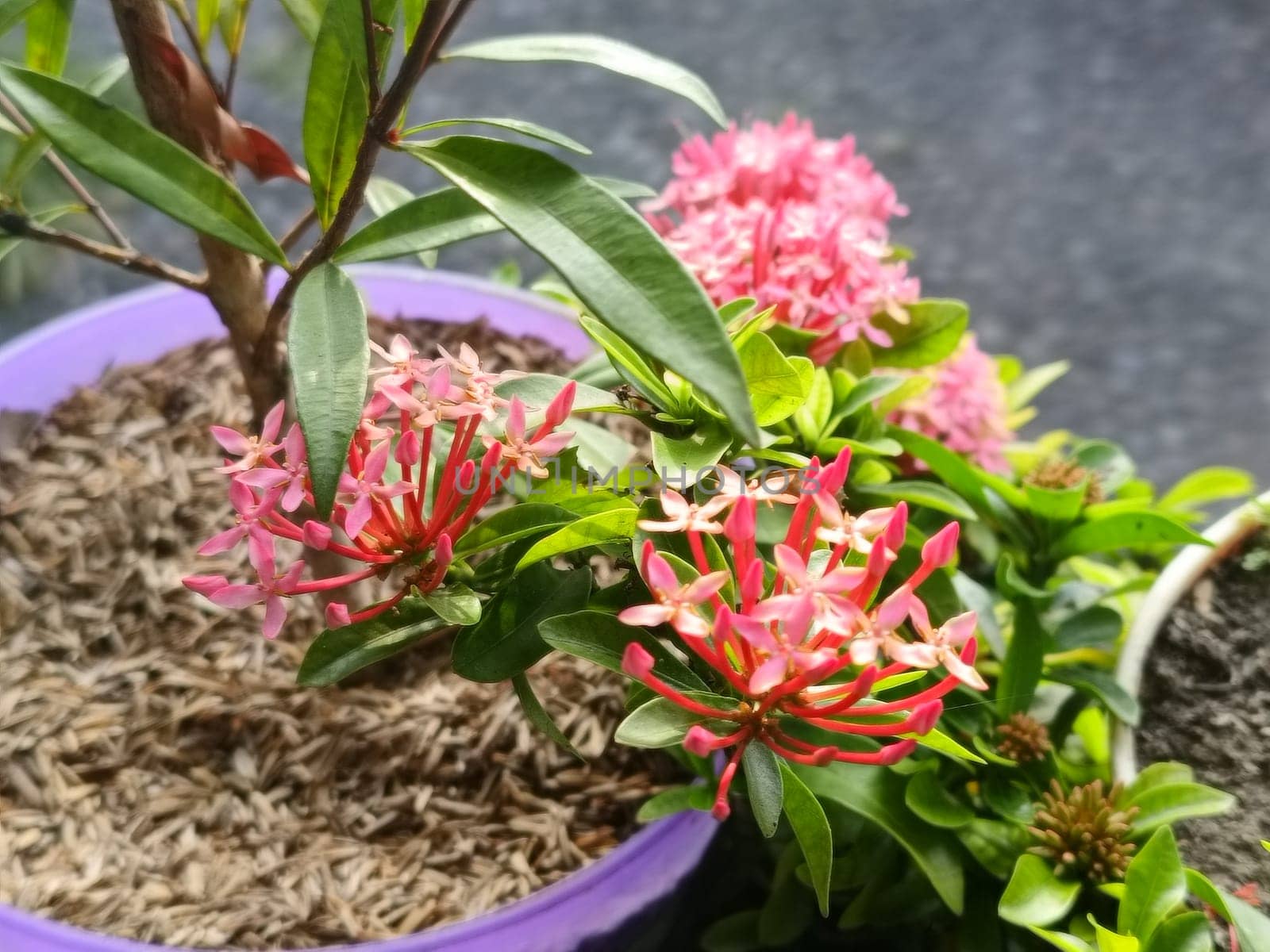 A detailed view of vibrant pink flowers surrounded by lush green leaves, showcasing natural beauty and tranquility in a garden. Perfect for nature, gardening, and floral-themed designs.