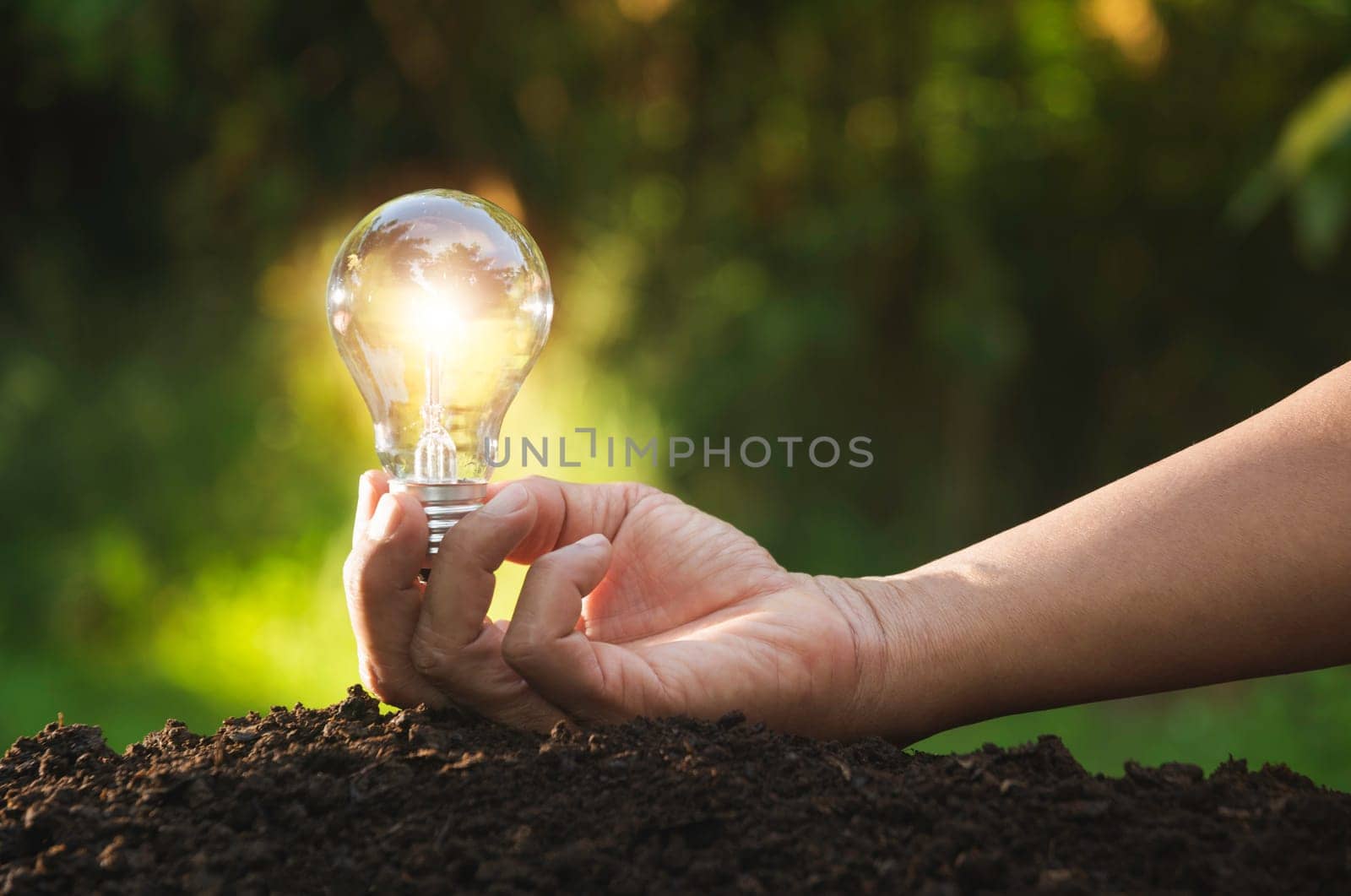 Green plant is growing in the dirt. The plant growing with blur nauture background.