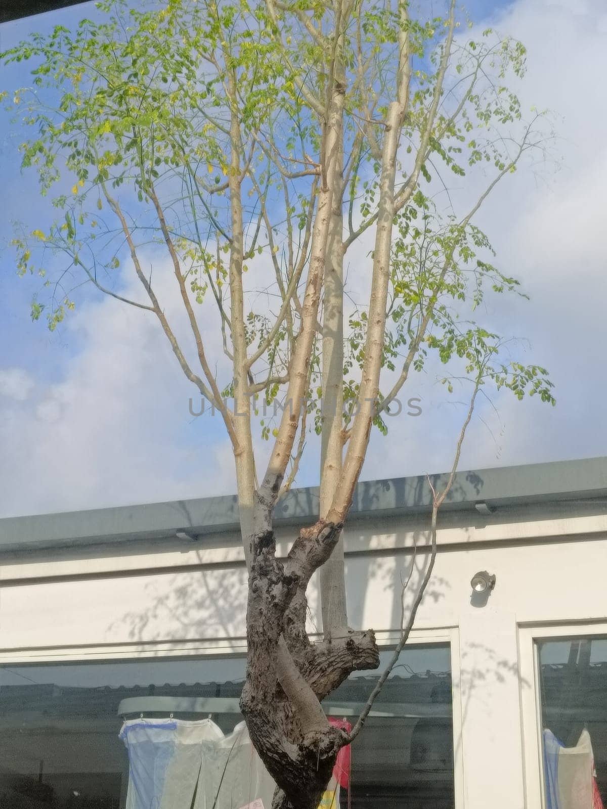 Tall tree with vibrant green leaves growing against a clear blue sky, situated in a modern urban backyard setting. Captures the essence of nature coexisting in city life.