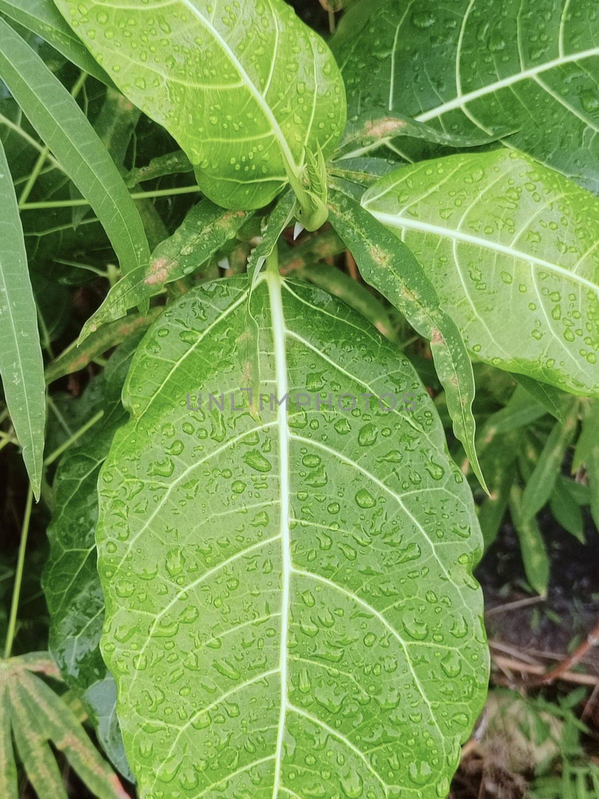 Close-up of vibrant green leaves covered in water droplets, showcasing nature's beauty after a fresh rainfall. Capturing the lush and refreshing essence of the natural environment.