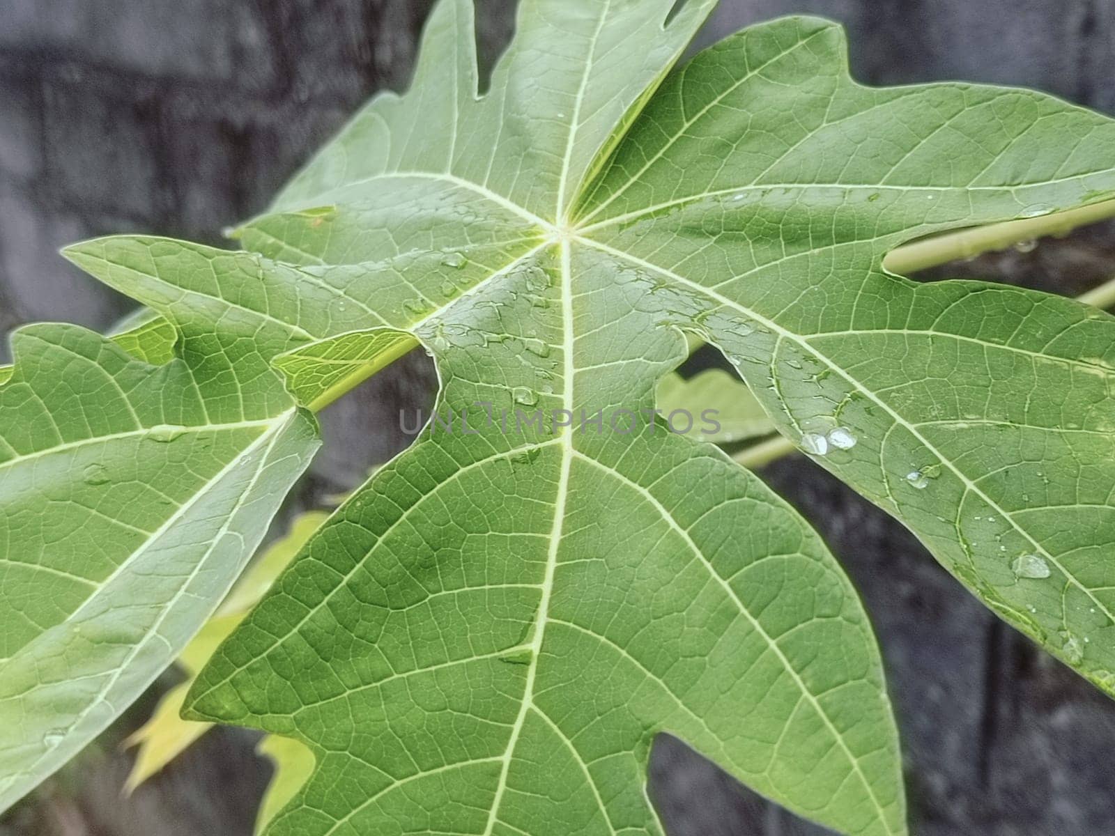 Close-up of vibrant green leaves covered in water droplets, showcasing nature's beauty after a fresh rainfall. Capturing the lush and refreshing essence of the natural environment.