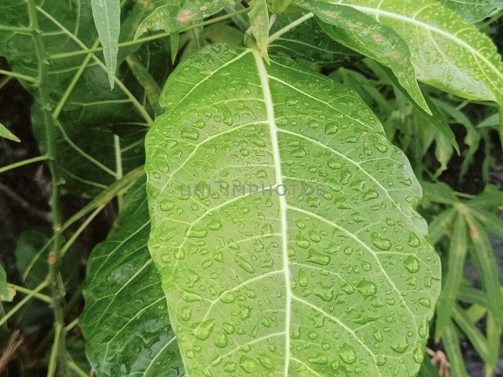 Close-up of vibrant green leaves covered in water droplets, showcasing nature's beauty after a fresh rainfall. Capturing the lush and refreshing essence of the natural environment.