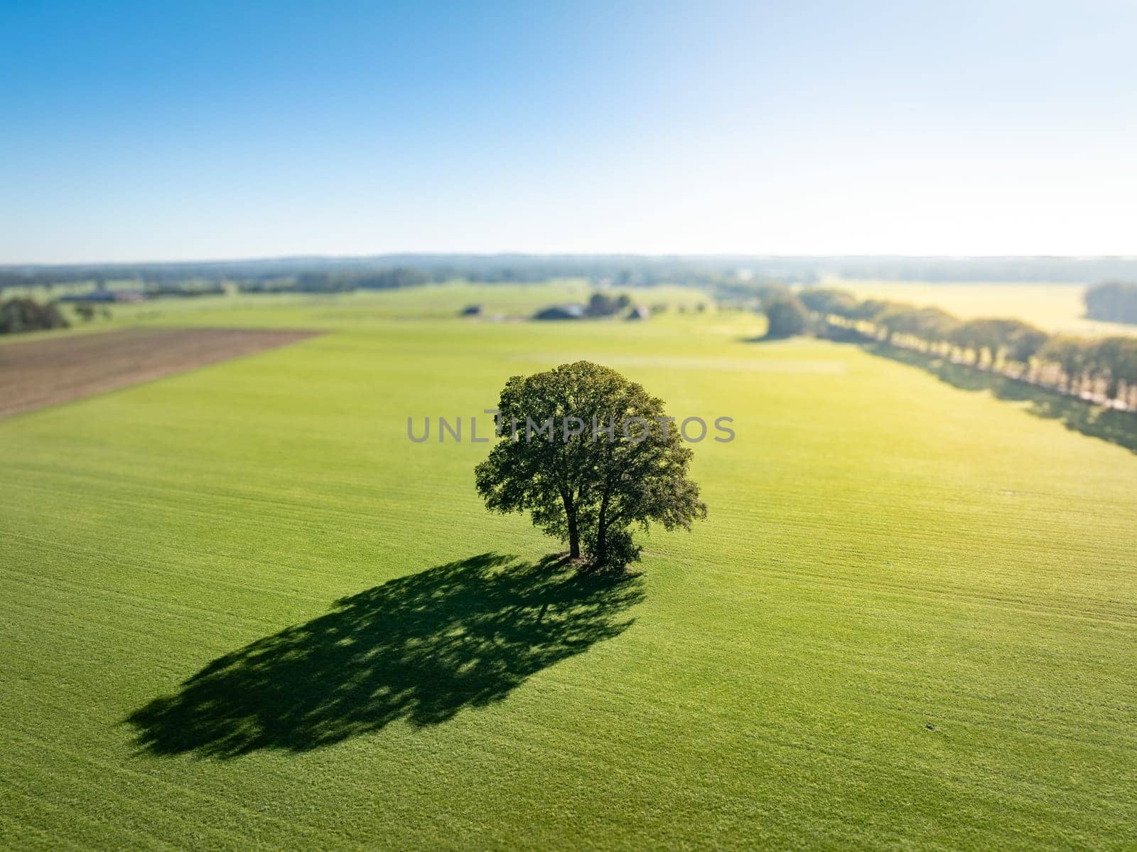 aerial view of a single tree in a green meadow
