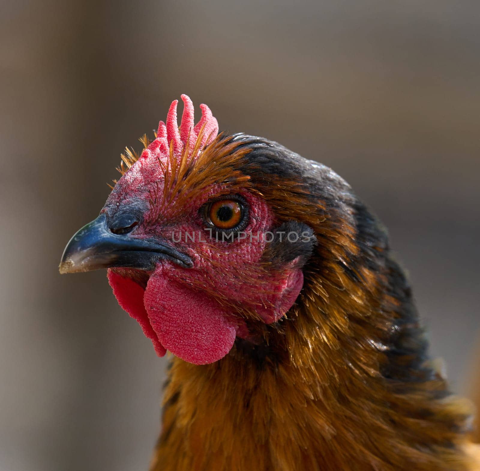 Domestic chicken walking outdoors on a summer day, rooster