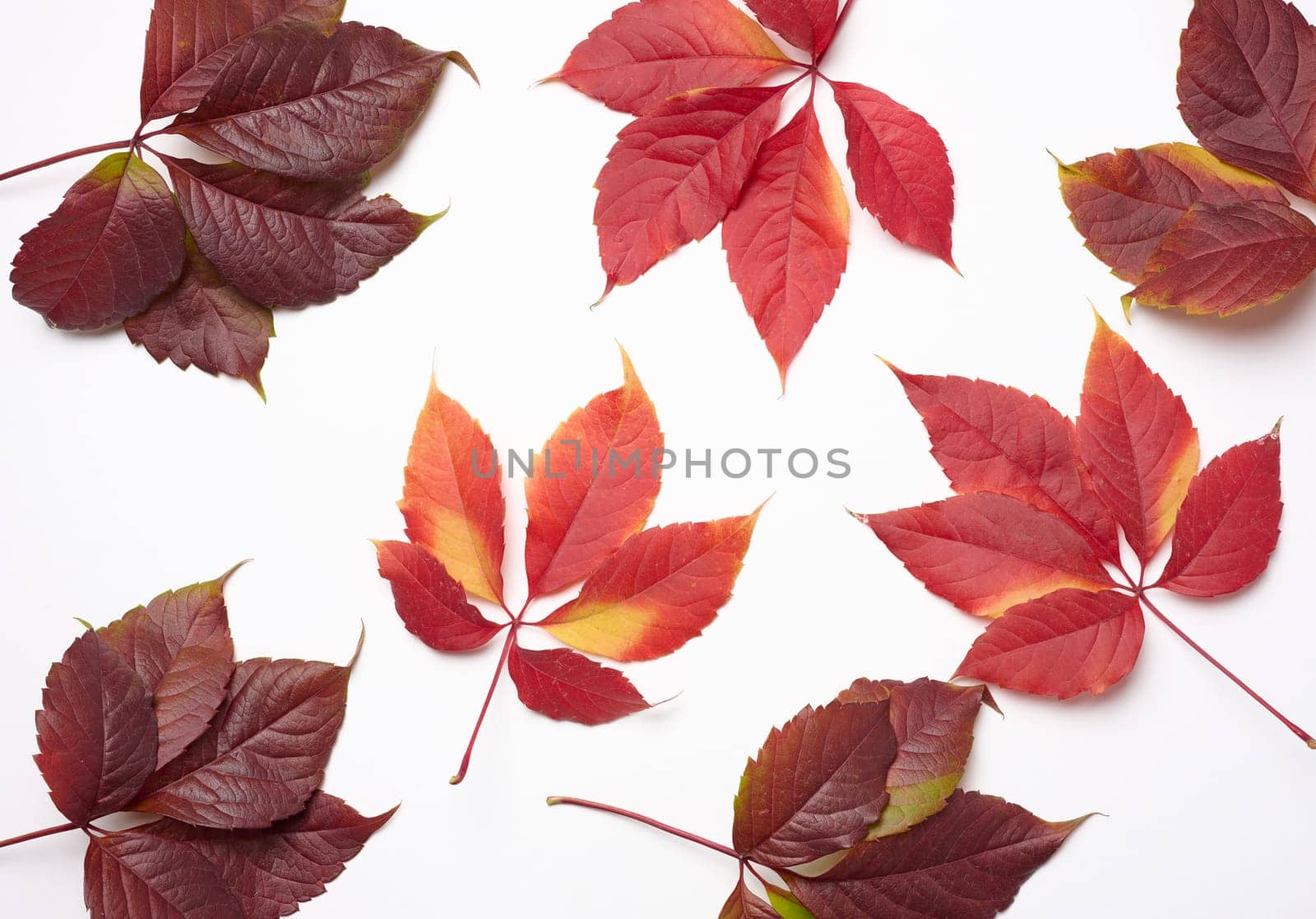 Red leaf of Parthenocissus quinquefolia bush on a white background, top view.