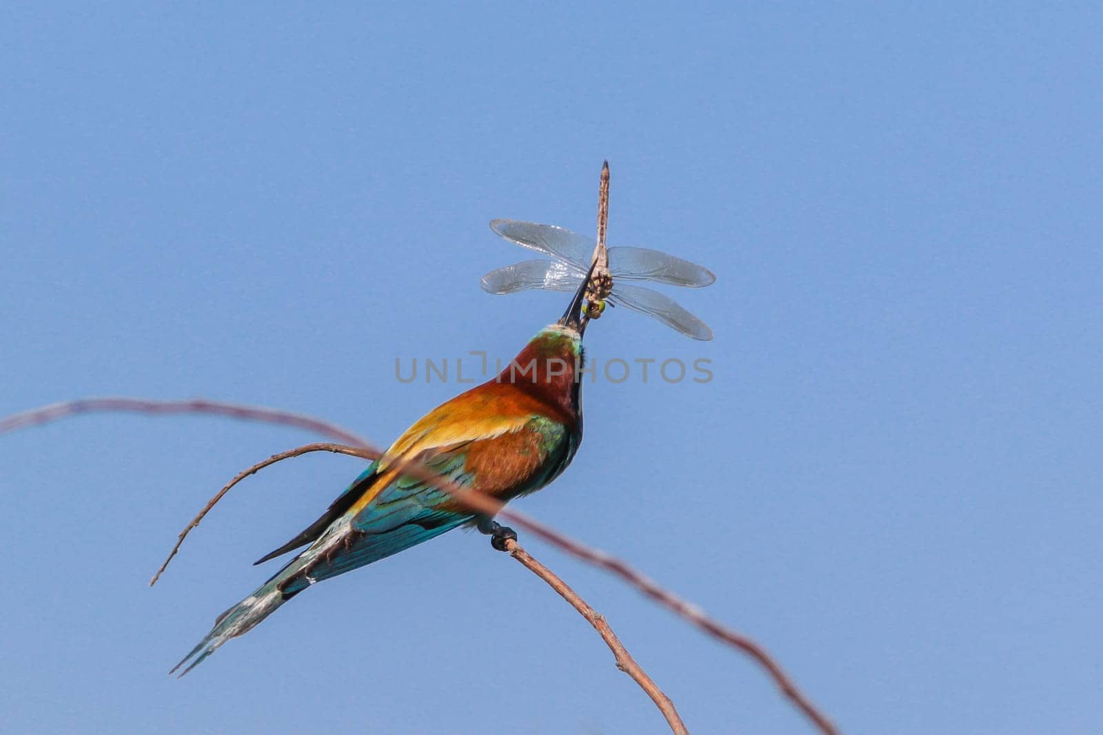 european bee eater (Merops Apiaster) on the branch