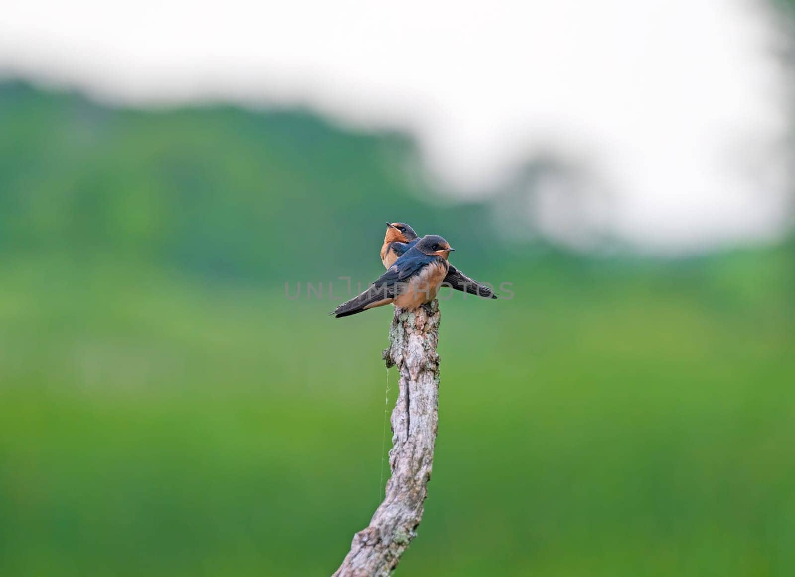 Pair of Barn Swallows on a Dead Tree in the Horicon National Wildlife Refuge in Wisconsin
