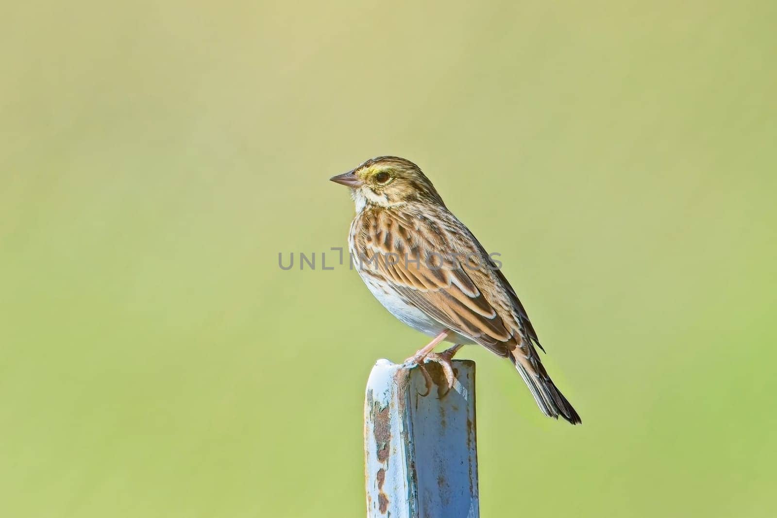 A cute song sparrow is perched on top of a fence post in eastern Washington.