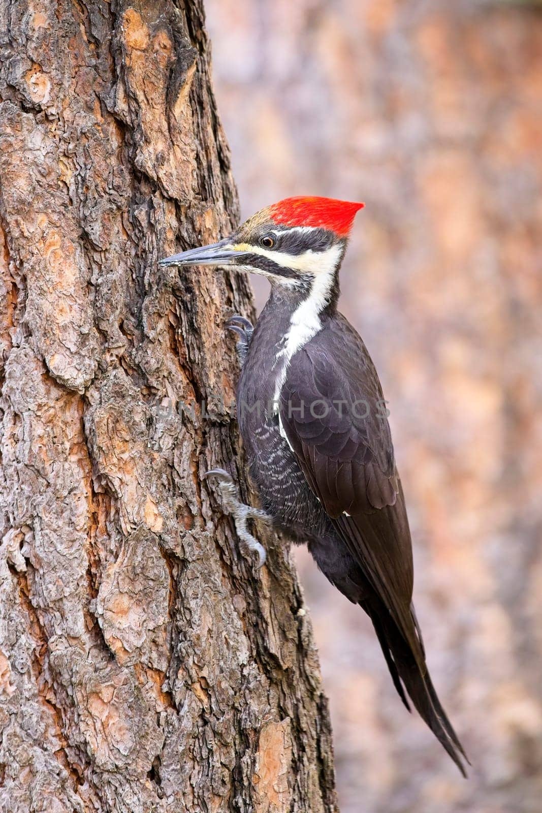 A pretty pileated woodpecker clings to the side of a pine tree in north Idaho.