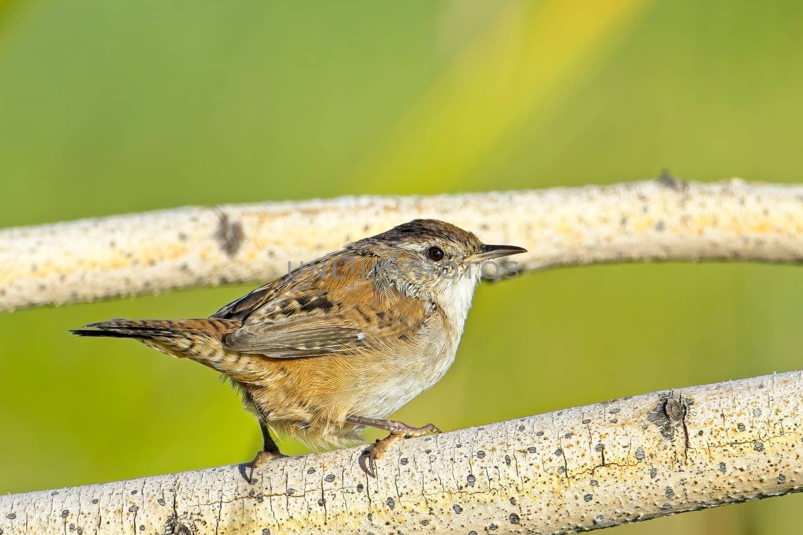 A cute Bewick's Wren songbird is perched on a small branch in a wetlands area near Liberty Lake, Washington.