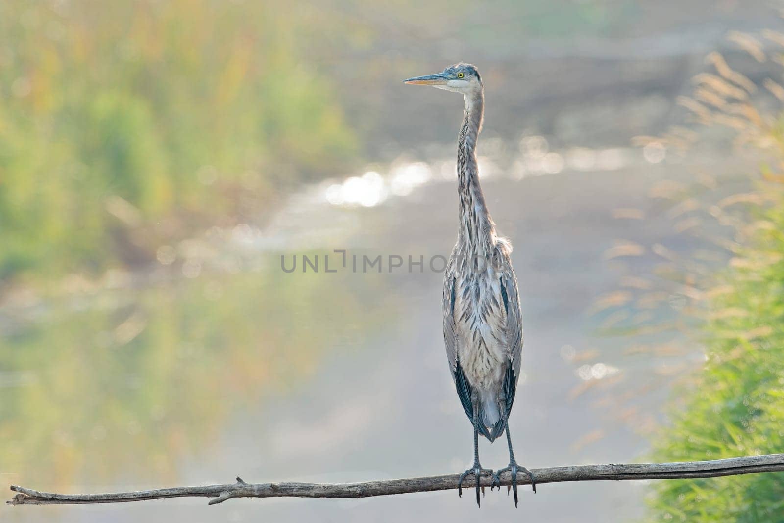 A great blue heron is perched on a branch that is out over the water near Liberty Lake, Washington.