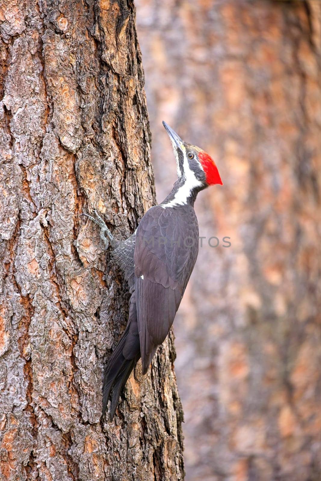 A pretty pileated woodpecker clings to the side of a pine tree in north Idaho.