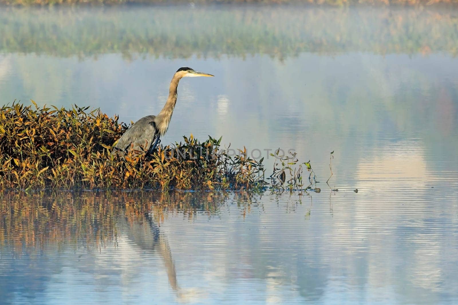 A great blue heron stands on the edge of a calm lake and casts a reflection in the water near Liberty Lake, Washington.
