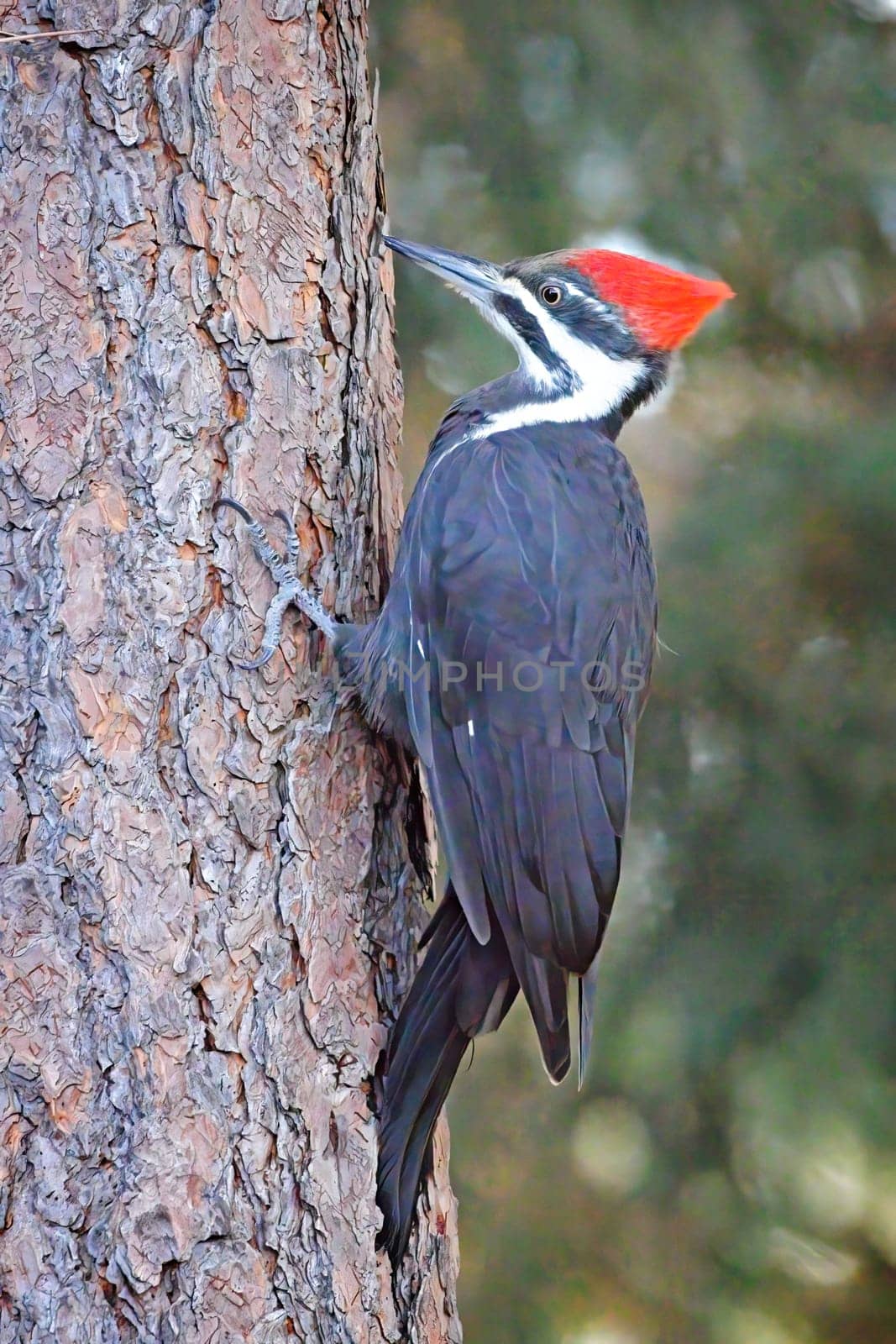 A beautiful pileated woodpecker is perched on the side of a tree looking for food in north Idaho.