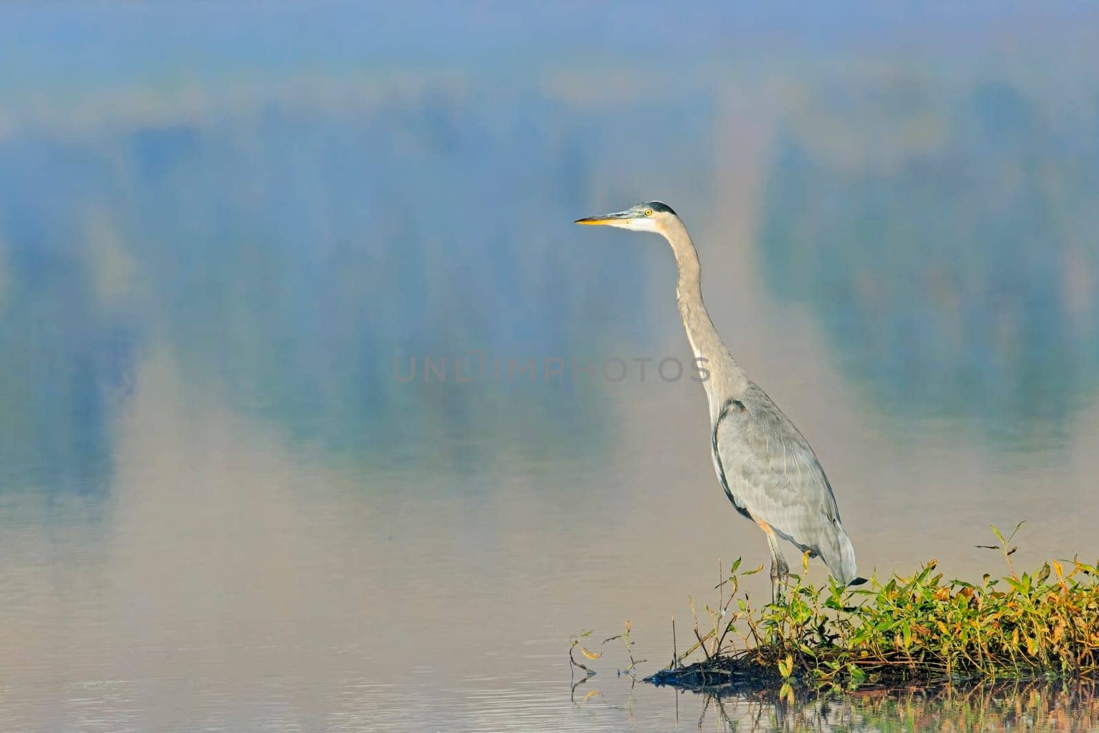 A great blue heron stands on the edge of a calm lake near Liberty Lake, Washington.