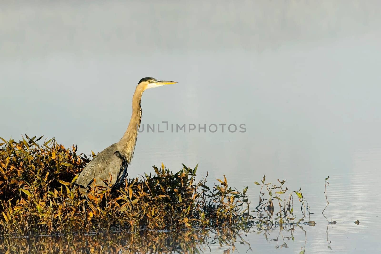 A great blue heron stands on the edge of a calm lake near Liberty Lake, Washington.