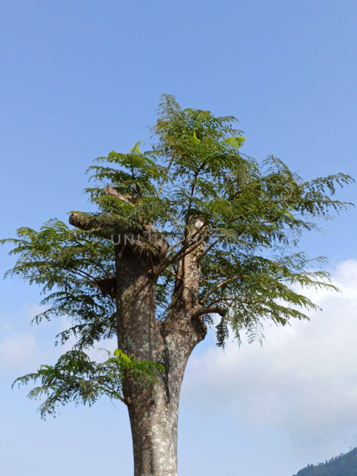 A tall tree with vibrant green leaves stands majestically against a backdrop of a clear blue sky, symbolizing nature's beauty and tranquility. Ideal for themes of growth and serenity.