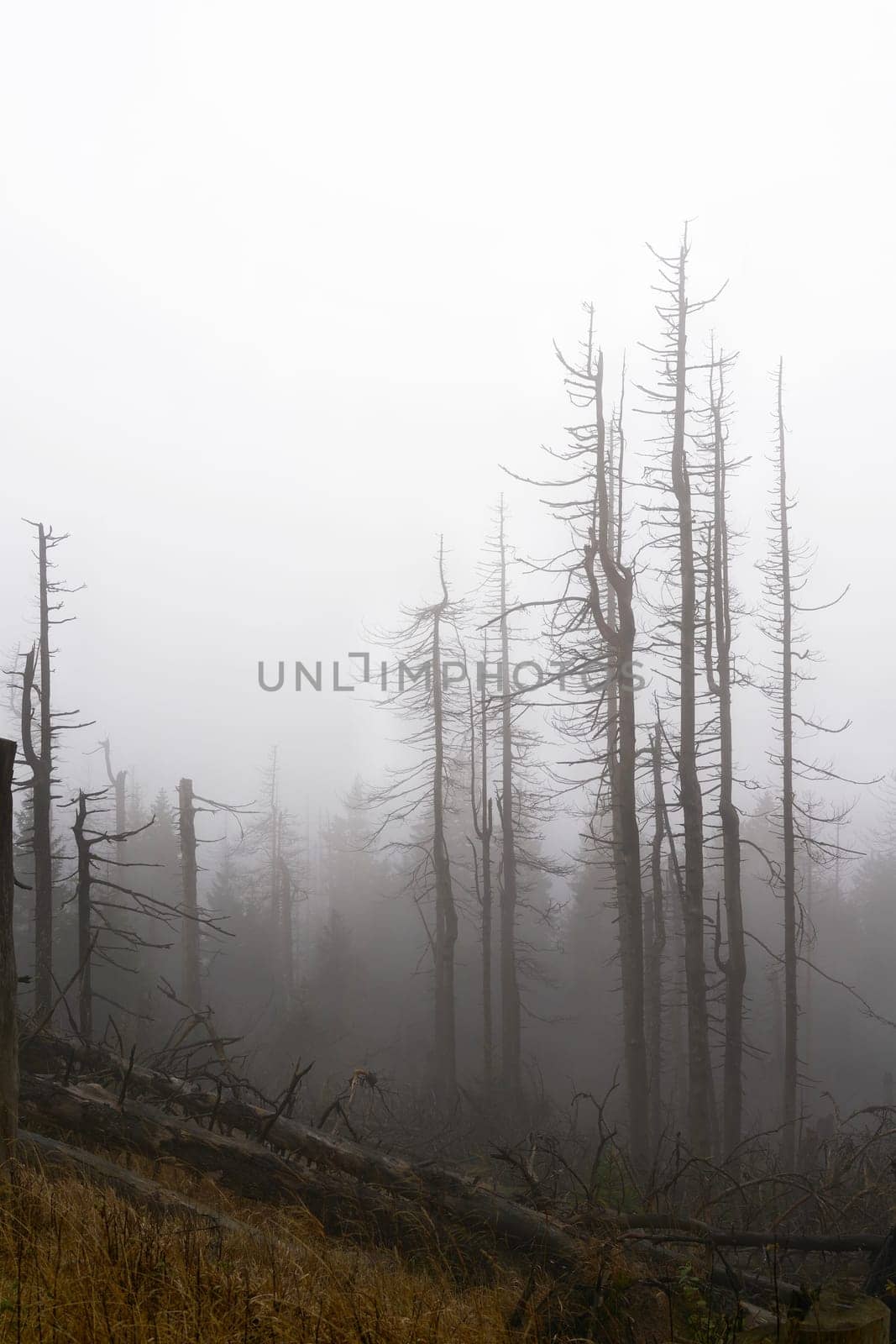 Silhouettes of dead spruces at the foot of the Brocken Mountain near Schierke in the Harz National Park in Germany in the fog