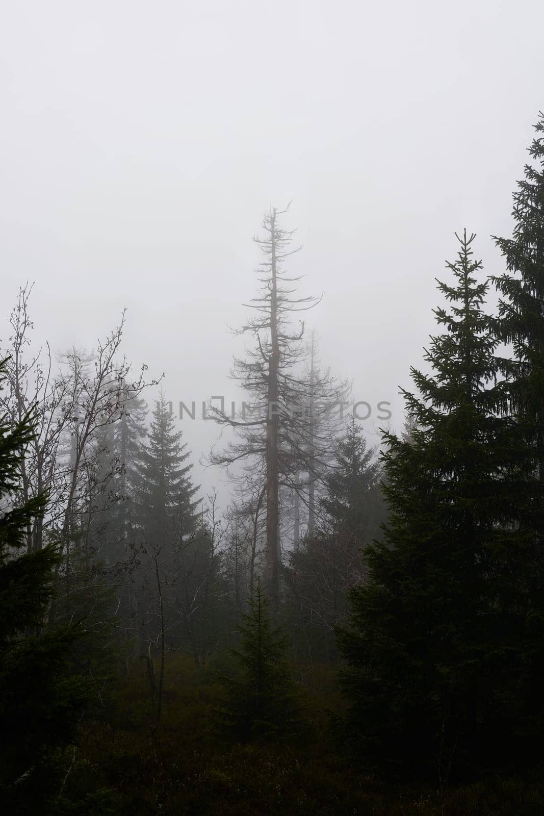 Silhouettes of dead spruces at the foot of the Brocken Mountain near Schierke in the Harz National Park in Germany in the fog