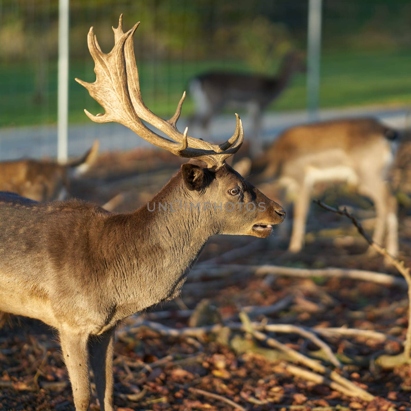 Fallow deer stag (Dama Dama) in an enclosure in a close-up