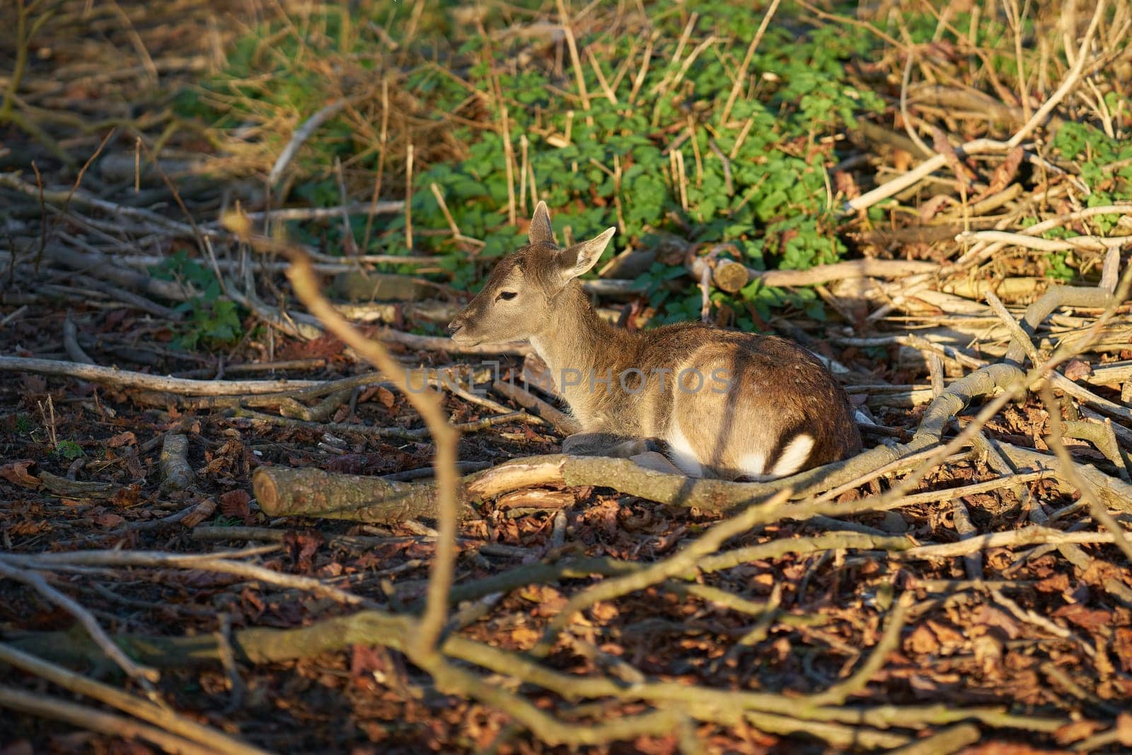 Young fallow deer (Dama Dama) in a safe hiding place in the undergrowth