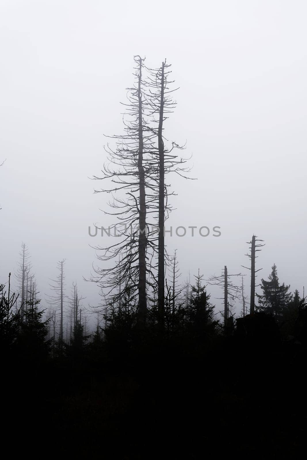 Silhouettes of dead spruces at the foot of the Brocken Mountain near Schierke in the Harz National Park in Germany in the fog