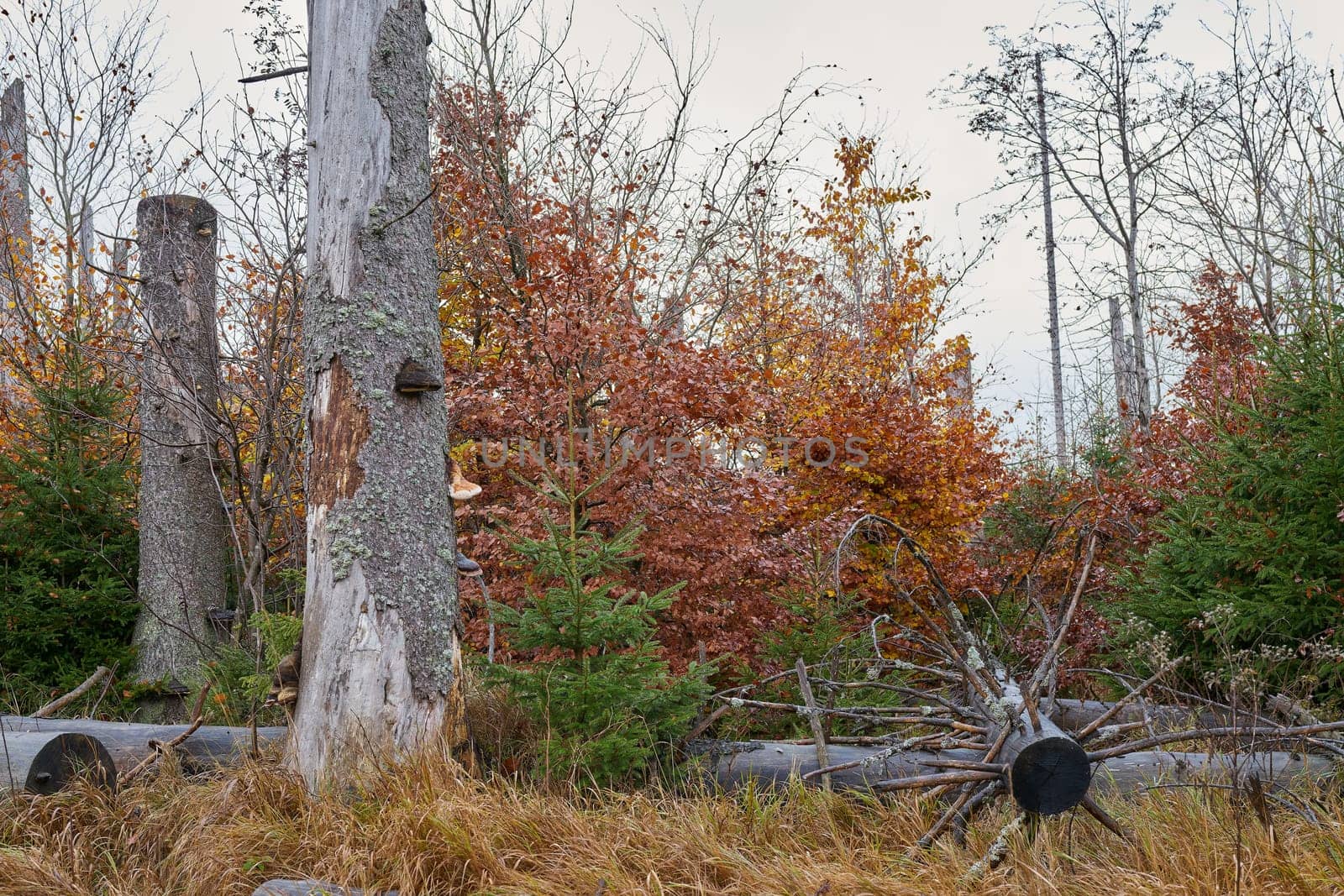 Newly growing forest of beech trees between dead spruce trees at the foot of the Brocken in the Harz National Park in Germany