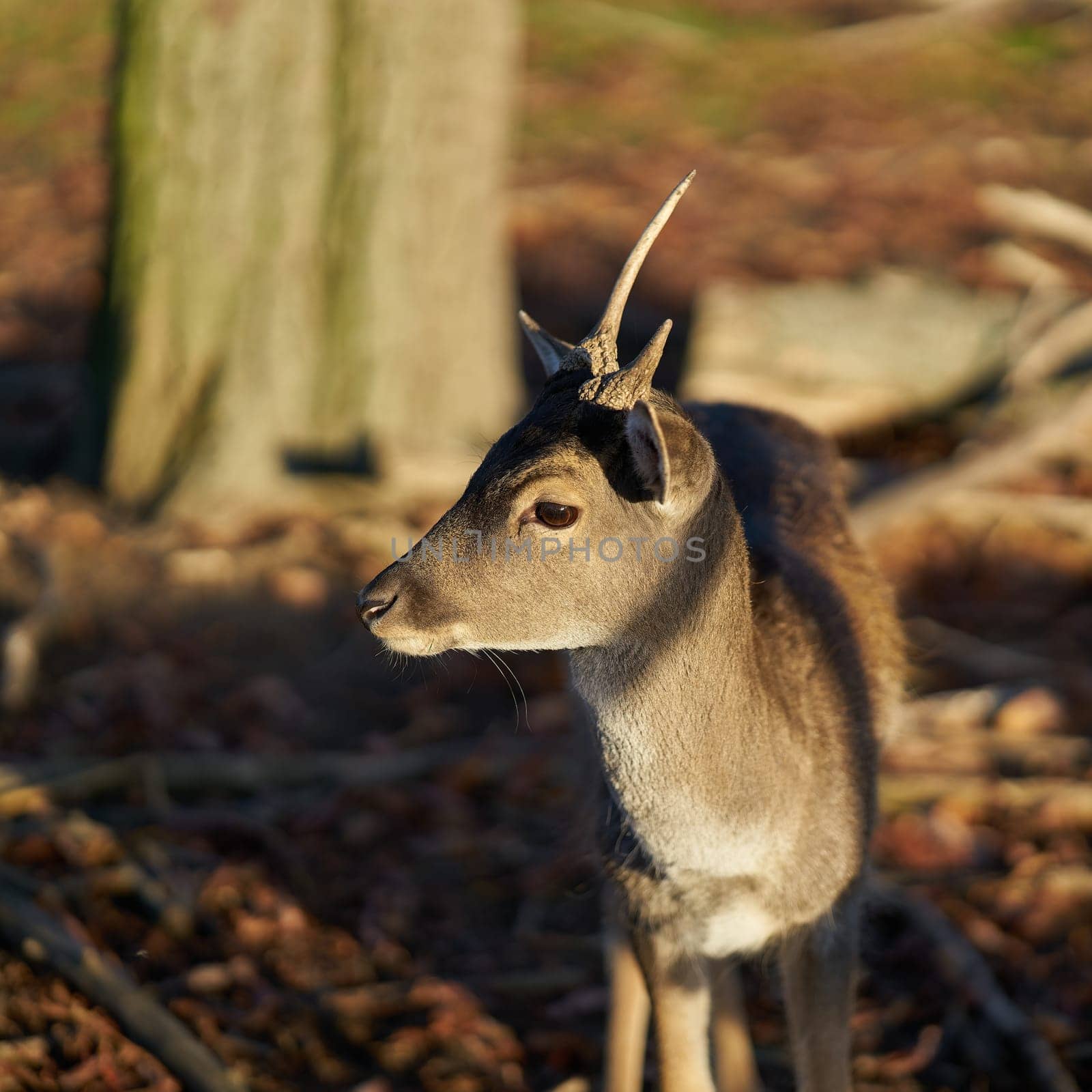 Young fallow buck (Dama Dama) in a close-up