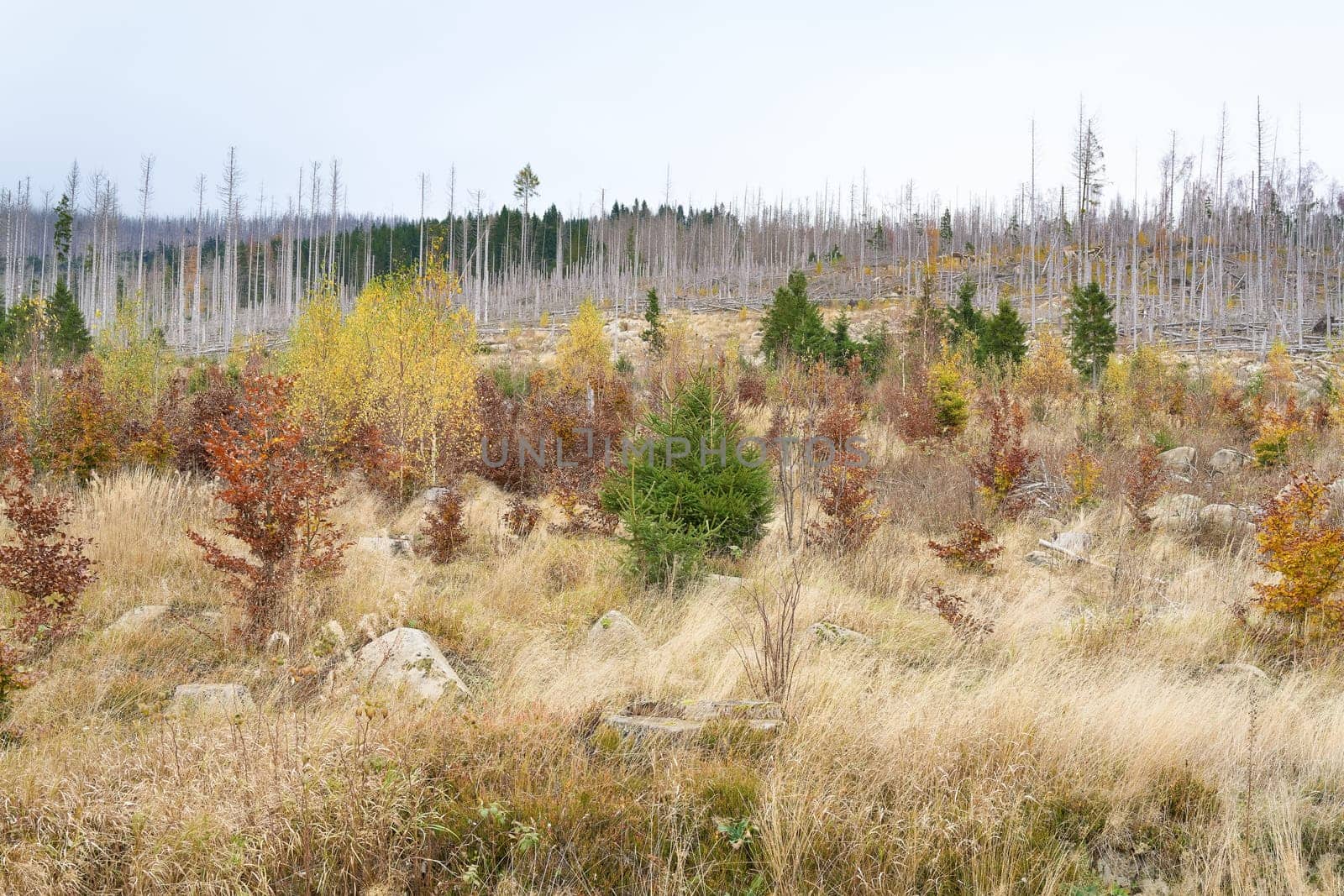 newly growing forest of beech and birch between dead spruce trees at the foot of the Brocken in the Harz National Park in Germany