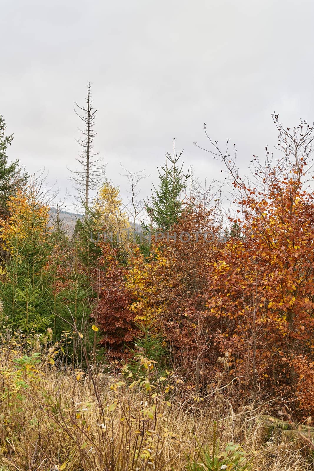 Newly growing forest of beech trees between dead spruce trees at the foot of the Brocken in the Harz National Park in Germany